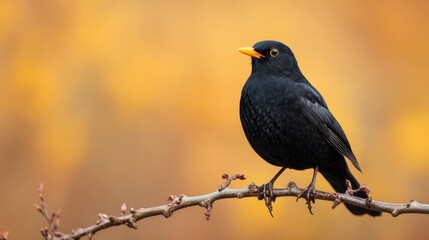 Obraz premium A blackbird perched on a branch against a soft, blurred autumn backdrop, showcasing its sleek plumage and bright orange beak.