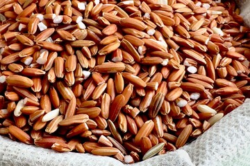 Brown rice grains with the outer husk partially removed, the rice grains are a dark reddish brown...