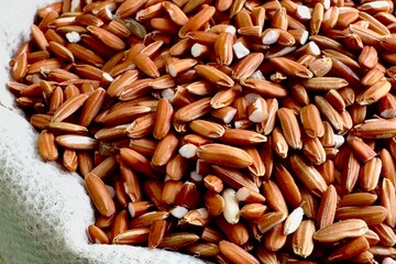 Brown rice grains with the outer husk partially removed, the rice grains are a dark reddish brown...