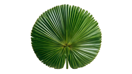 Large round palm leaf with radial pattern on a white background