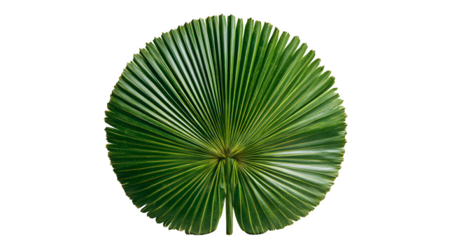 Large round palm leaf with radial pattern on a white background