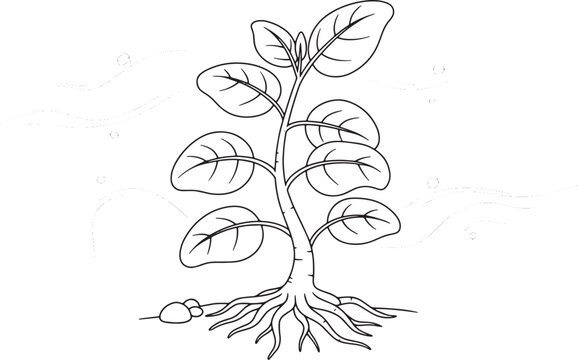 black and white plant with roots clip art preview