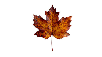 Fototapeta premium Maple leaf on white background