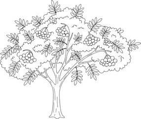 Obraz premium Outlined mountain ash tree with clusters of berries ready for co