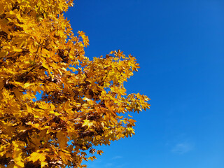 Naklejka premium Golden yellow tree leaves against blue sky. Beautiful autumn background with yellow trees and sun. Colorful foliage in the park, falling leaves natural