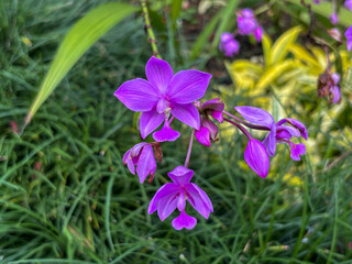 stunning cluster of purple ground orchids (Spathoglottis plicata) in full bloom, showcasing their vibrant color and delicate petals against a lush green background.