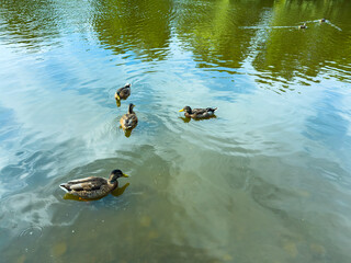 Ducks swim peacefully in a pond surrounded by lush greenery and vibrant plants under a clear blue...