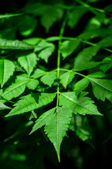 New top leaf of neem plant. Azadirachta indica. Medicine tree