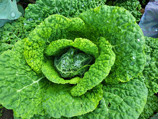 Fresh green cabbage growing in the garden with water droplets. Close-up photo of healthy organic...