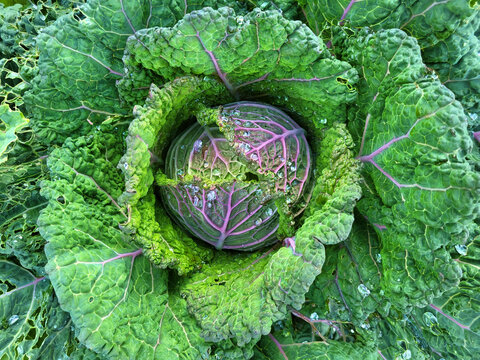 Fresh green cabbage growing in the garden with water droplets. Close-up photo of healthy organic green cabbage growing in a vegetable garden