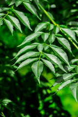 New top leaf of neem plant. Azadirachta indica. Medicine tree