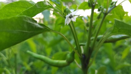 Obraz premium flower of a pepper