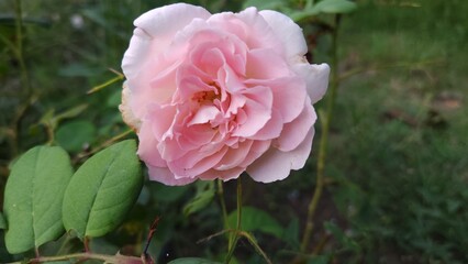 pink rose flower
