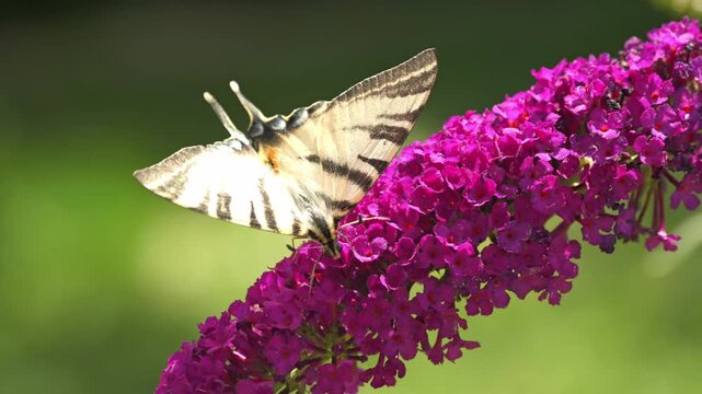 Closeup shot of Sail swallowtail butterfly sitting on buddleia flowers