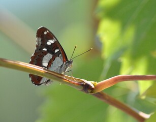 Limenitis reducta, known as the Southern white admiral butterfly on a branch in nature.Southern white admiral butterfly - limenitis reducta, beautiful colorful butterfly from european meadows
