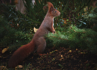 Neugierig schauendes Eichhörnchen