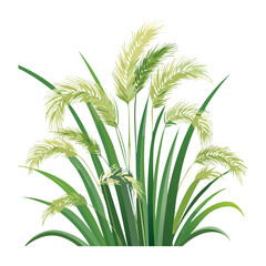 Field of Grass with Pale Grain Stalks