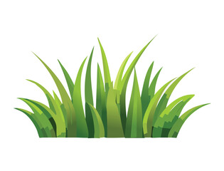 Fresh Green Grass Bush with Pointy Leaves