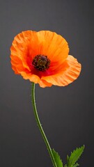 Close-up of an orange poppy