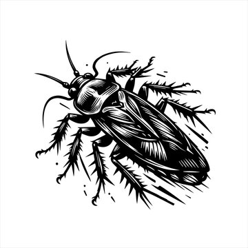 black cockroach insect detailed drawing clip art preview