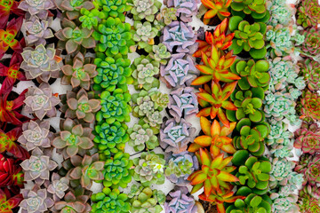 Display array of colors including red, green, purple, orange, yellow. The succulents differ in size...
