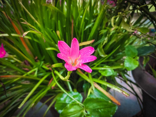 Colorful lilies on blurred green floral background, Beautiful daylily lily lilies bloom blooming...