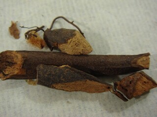 Dryopteris crassirhizoma NAKAI, Gwan-jung used in Korean herbal medicine for antiparasitic and antiinflammatory purposes