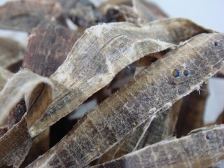 Gu-in (Pheretima aspergillum) is used in Korean traditional medicine to treat coughs, asthma, and...