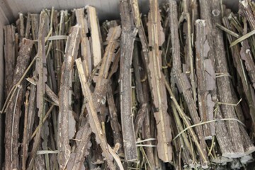 Euonymus alatus, Gwi-jeon-u used in Korean medicine for blood circulation and pain relief