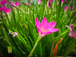 Colorful lilies on blurred green floral background, Beautiful daylily lily lilies bloom blooming...