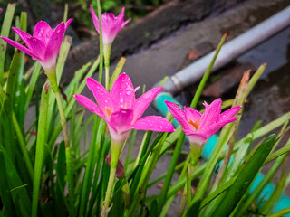 Colorful lilies on blurred green floral background, Beautiful daylily lily lilies bloom blooming...