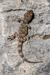 Salamanquesa común camuflada en una roca o terentola mauritanica