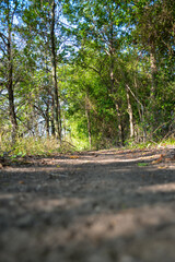 path in the woods