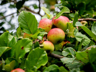 ecological ripe red apples on an apple tree branch (Malus domestica) with blurred background background