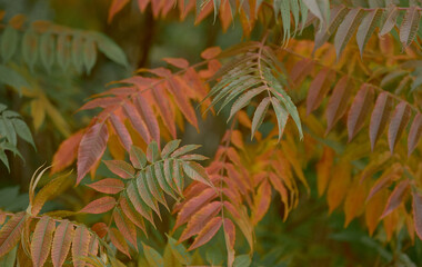 A close-up of the fall foliage of sumac. Leaves are painted in shades of green, red and orange,...