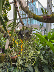 intricate tangle of aerial roots from a hanging orchid, highlighting the unique epiphytic growth in a greenhouse. A perfect image for botany, gardening, and natural textures.