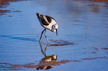 An American avocet in non-breeding plumage feeds along the banks of a shallow lake near Phoenix Arizona