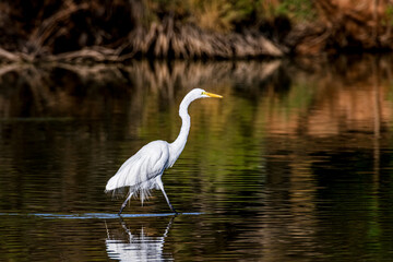A great white egret hunts for food in a shallow lake near Phoenix Arizona