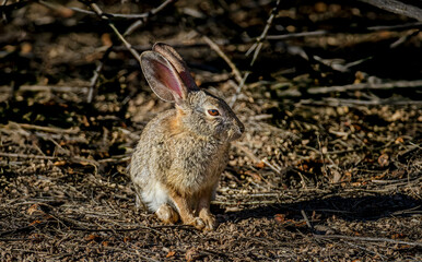 A desert cottontail rabbit poses in early morning at a lake near Phoenix Arizona