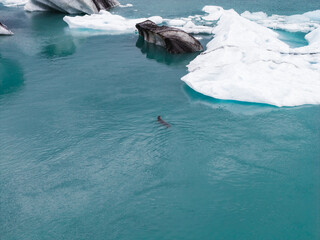 Turquoise glacial lagoon in Iceland with floating icebergs of varying textures. A seal swims in the...