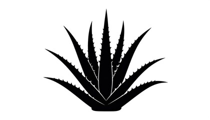 Silhouetted aloe plant