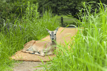 roe deer