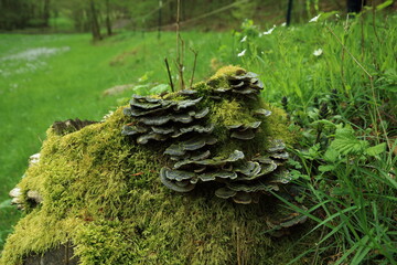 Trametes versicolor turkey tail fungus on moss covered stump in forest