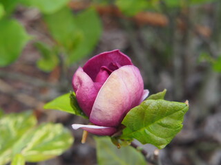 Magnolia 'Genie' flower bud close-up, deep purple magnolia bloom with fresh green leaves, early spring garden plant