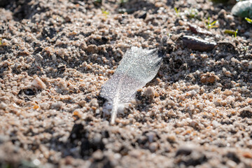 Bright detail of a feather with selective focus on wet beach sand with the reflections of the sunset sun