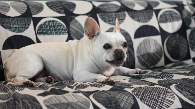 Relaxed white French Bulldog yawning on a patterned black and white couch, looking alert and attentive, capturing a calm domestic moment with a small dog resting indoors on a couch
