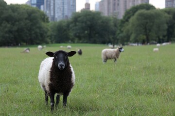 Obraz premium Sheep in a City Park: Serene Pastoral Scene