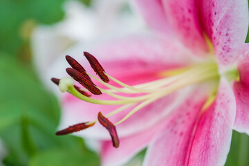 lily flower with water drops close up