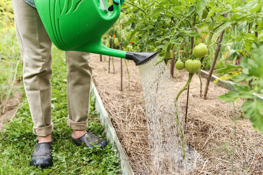 Farmer, gardener watering green tomato vegetables plant from from watering can with water in garden on garden bed with mulch. Agriculture, Organic farming, gardening, cultivation - Powered by Adobe