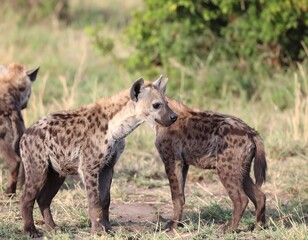 Hyena pups in savanna